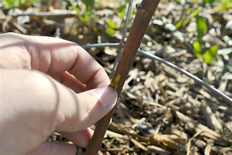 scratch test plants|scratch test for tree trunk.